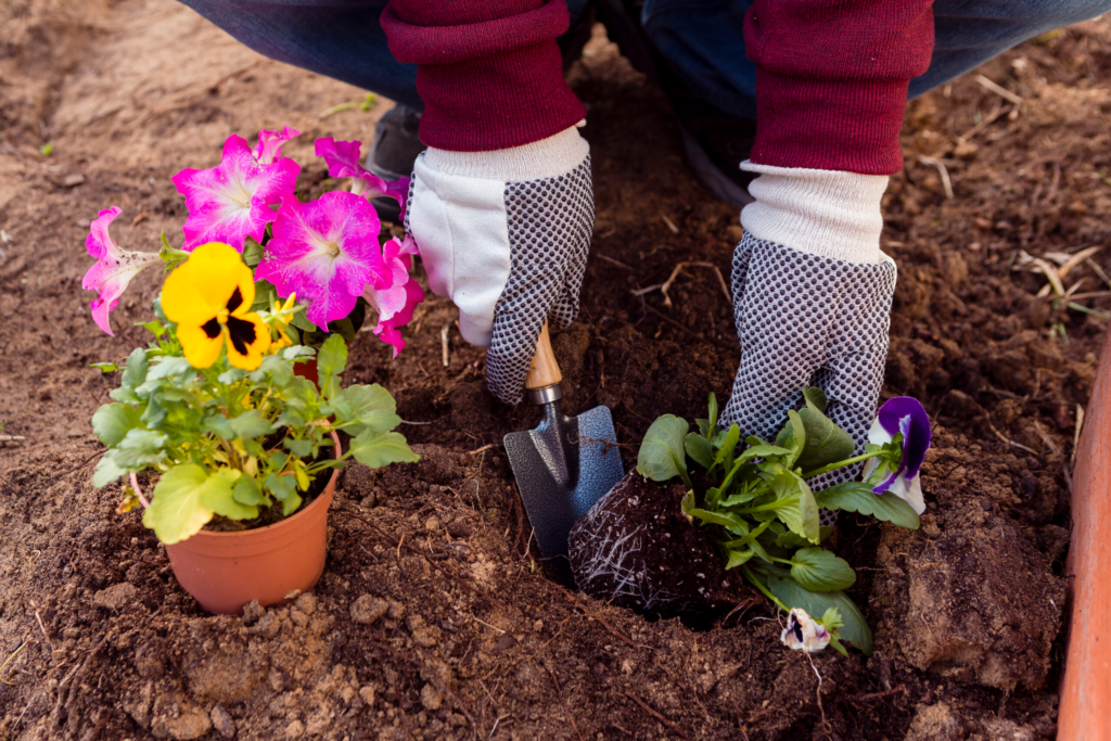 close up man planting flowers soil.webp